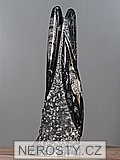 ortoceras, zkamenělina