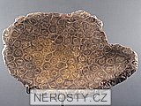 korál, zkamenělina