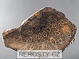 korál, zkamenělina