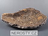 korál