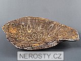 korál