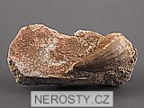 zub, mosasaurus anceps