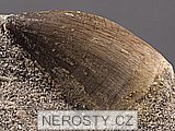 zub, mosasaurus anceps
