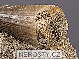 zub, mosasaurus anceps