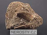 zub, mosasaurus anceps