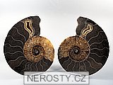 amonit, zkamenělina