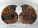 amonit, zkamenělina