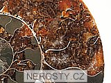amonit, cleoniceras sp.