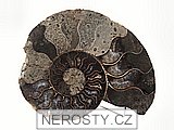amonit, cleoniceras sp.