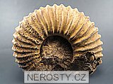 amonit, obrázek minerálu
