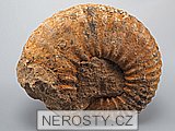 amonit, obrázek minerálu