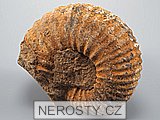 amonit, perisphinctes sp.