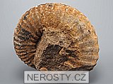 amonit, perisphinctes sp.