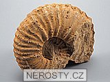 amonit, perisphinctes sp.