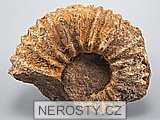 amonit, obrázek minerálu